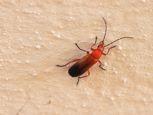 Cantharidae: Ancistronycha lucens? No, Rhagonycha fulva